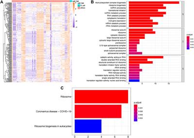 A Novel Model of Tumor-Infiltrating B Lymphocyte Specific RNA-Binding Protein-Related Genes With Potential Prognostic Value and Therapeutic Targets in Multiple Myeloma